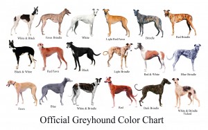 official-greyhound-color-chart